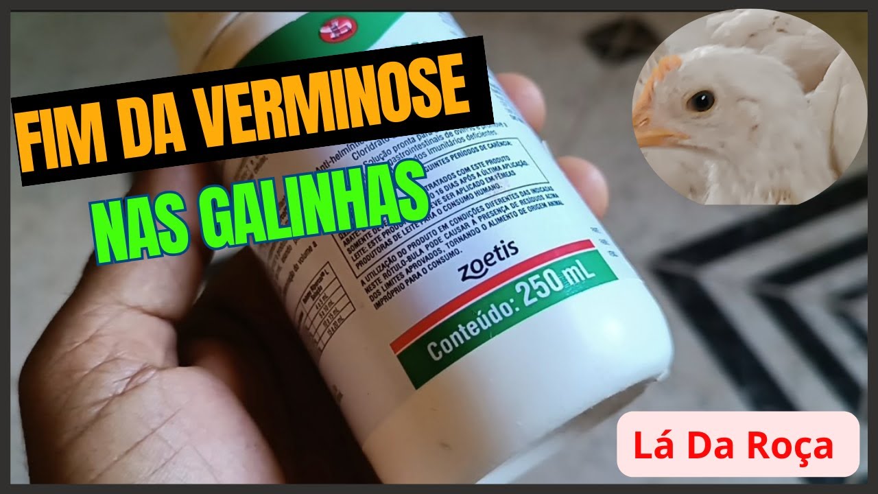 Tratamento de verminoses para Galinhas Poedeiras Como fazemos e qual remédio usar .