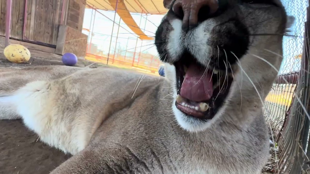 Snuffle Shuffle Ep. 8 | Meet the Animals & Get the Latest Updates from CARE | 2/8/26