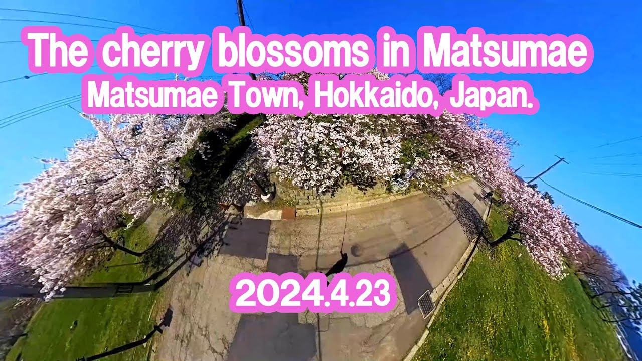 The cherry blossoms in Matsumae　　Matsumae Town, Hokkaido, Japan.