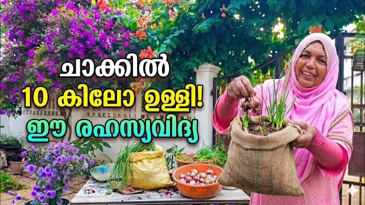 ഇങ്ങനെ വലിയുള്ളി നട്ടാൽ കുട്ട നിറയെ വിളവെടുക്കാം 👌👌