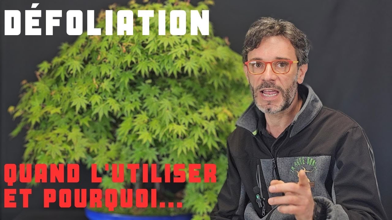 Comment, quand et pourquoi utiliser la technique de défoliation...
