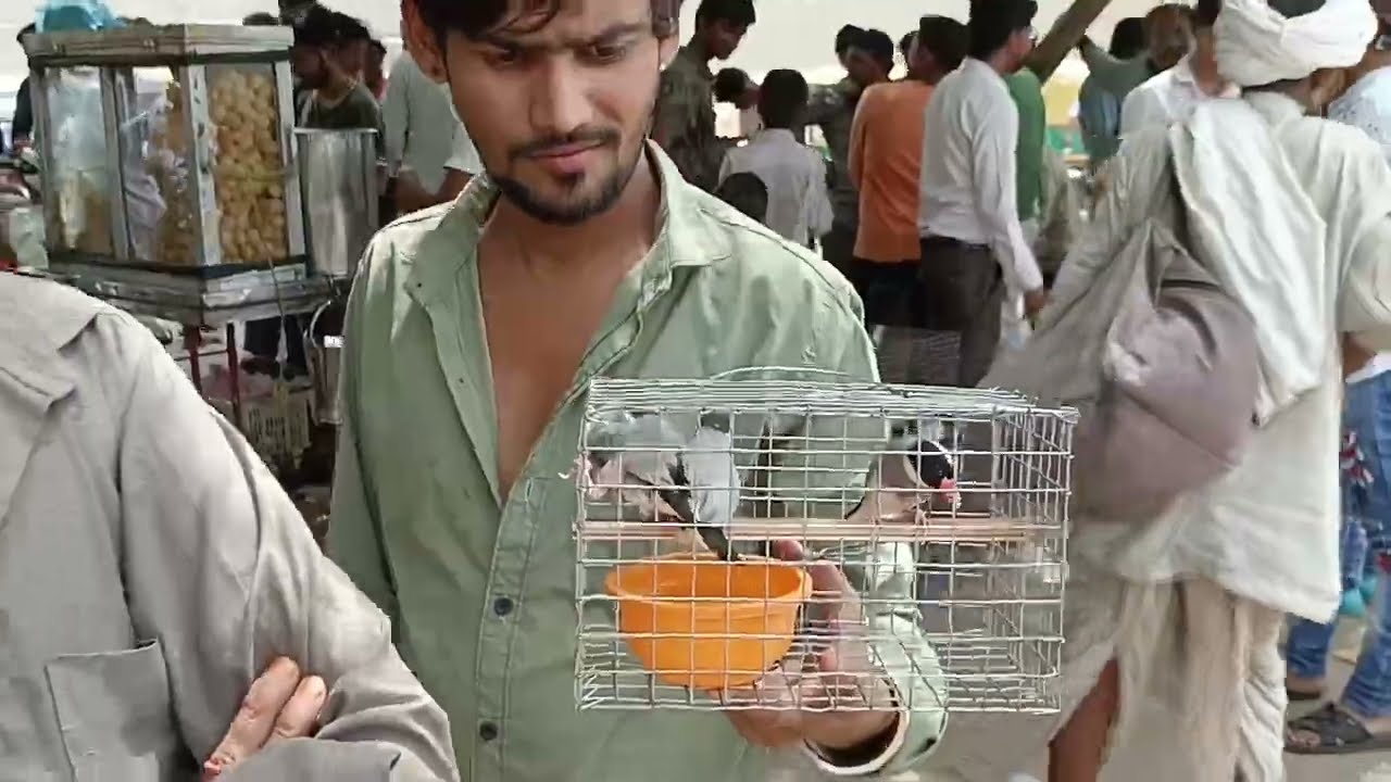 देश में नाम करता हुआ अहमदाबाद का Sunday Birds Market | Pet Guru Ahmedabad