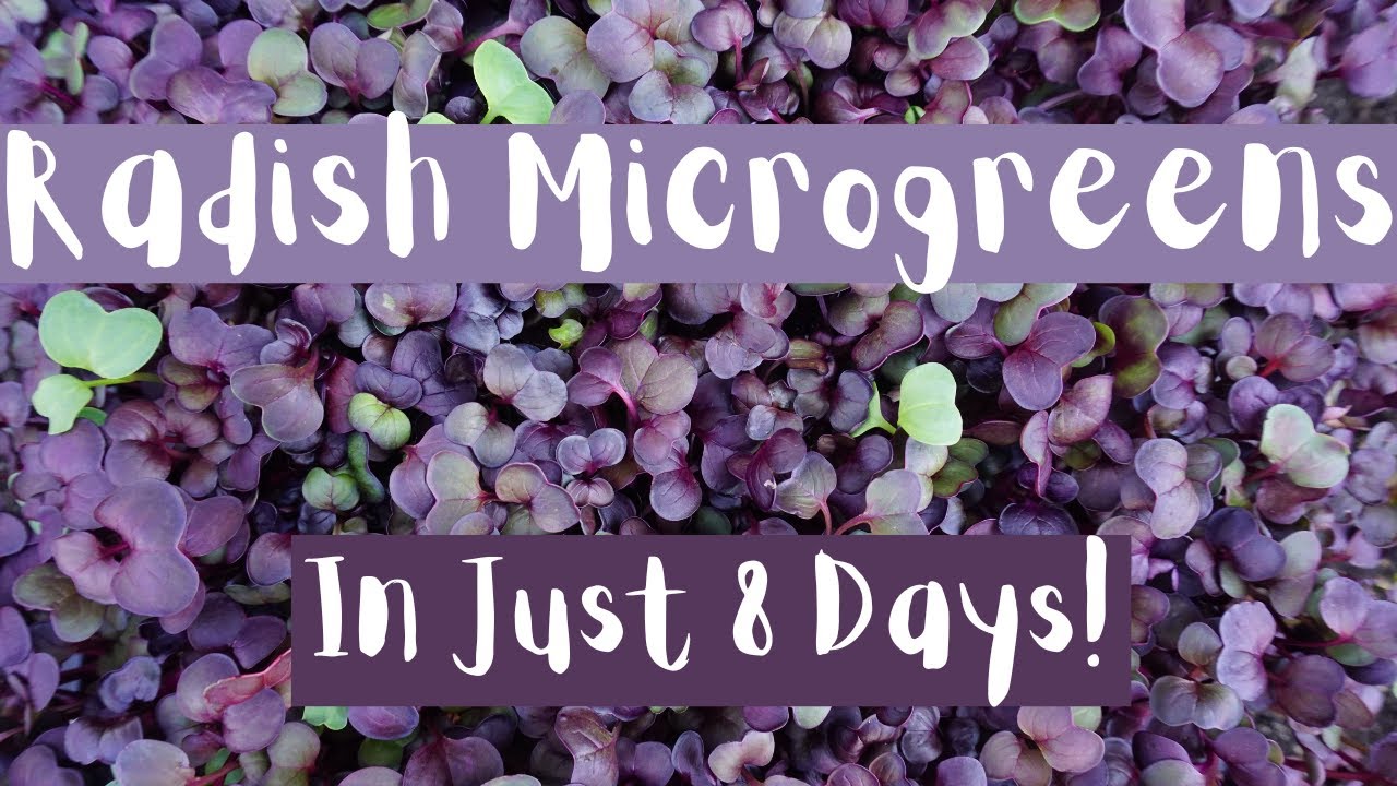 How to Grow Radish Microgreens in Just 8 Days