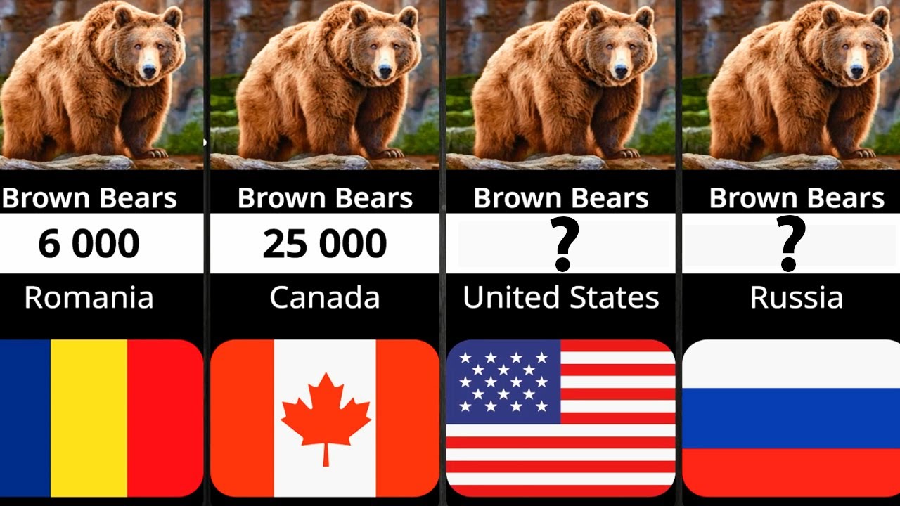 Brown Bear Population By Country 2023
