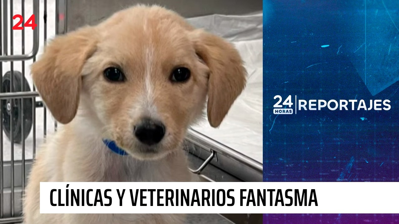 Clínicas y veterinarios fantasma con carné de vacuna falsos