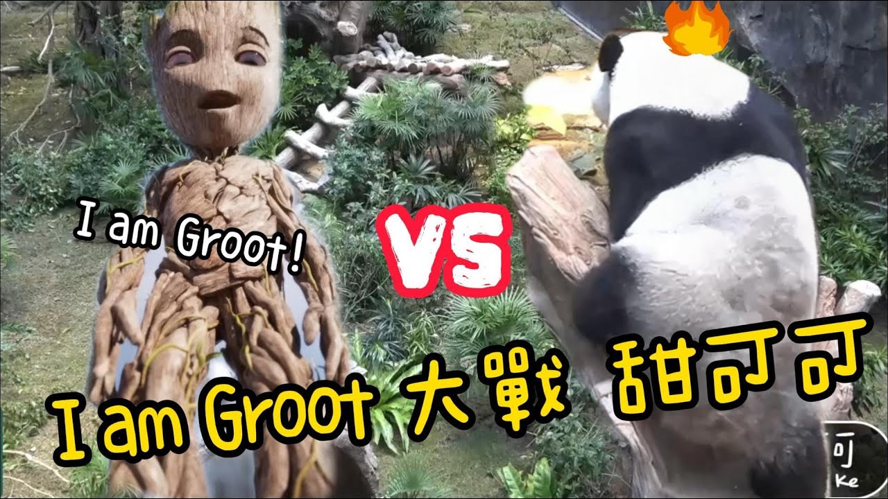 香港大熊貓可可8分鐘大戰樹人I am Groot! 🌴🪾🪵可可新居第一天拆樹8次. 可可新裝修第一天已拆散 丨香港大熊貓,安安可可,盈盈樂樂,家姐細佬,加加得得丨香港旅遊,香港海洋公園