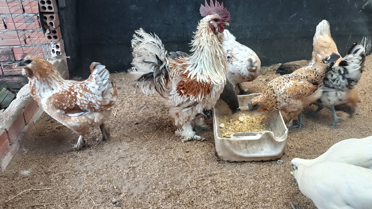 Kinh nghiệm chăn nuôi - Thu gà h'mông bản địa