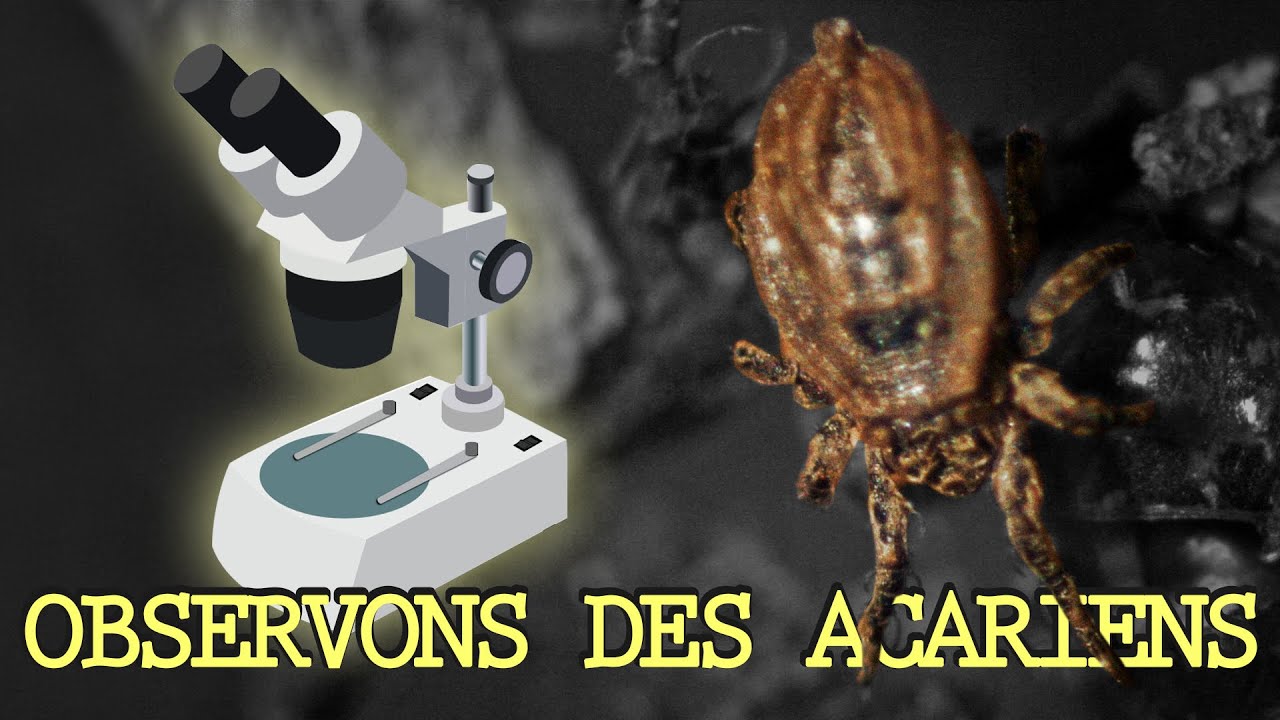 ALLONS VOIR DES ACARIENS ! Observation Microscopique #1