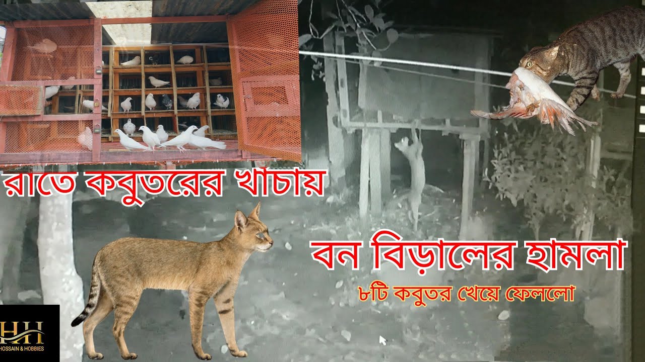 রাতে কবুতরের খাঁচায় বন বিড়ালের হামলা!