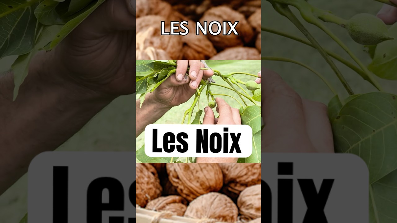 Tout savoir sur les noix ! Merci &agrave; la maison Castagn&eacute; ! #noix #arbres #jardin #nature #noyer