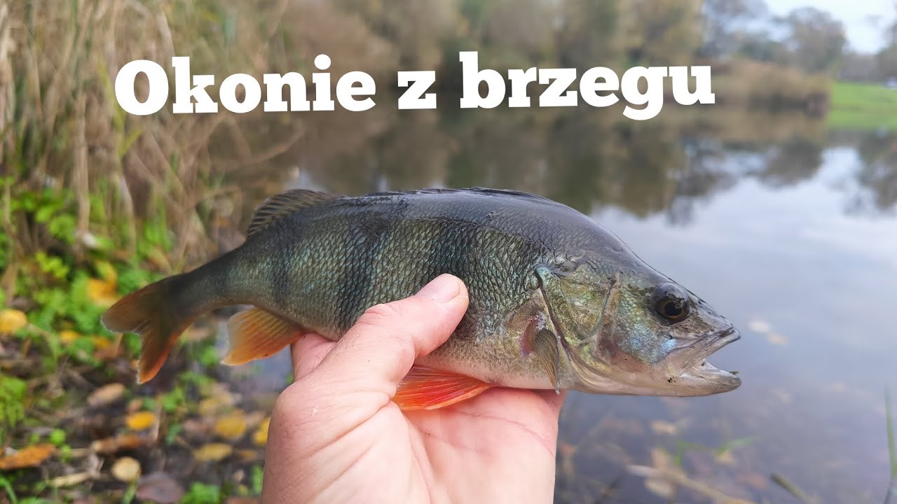 Jak łowię okonie z brzegu. Przylasek Rusiecki zbiornik nr 8. PZW.