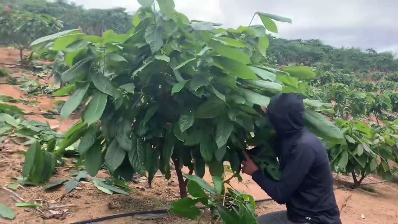 Cacau pleno sol e com declividade. Será que dá certo?