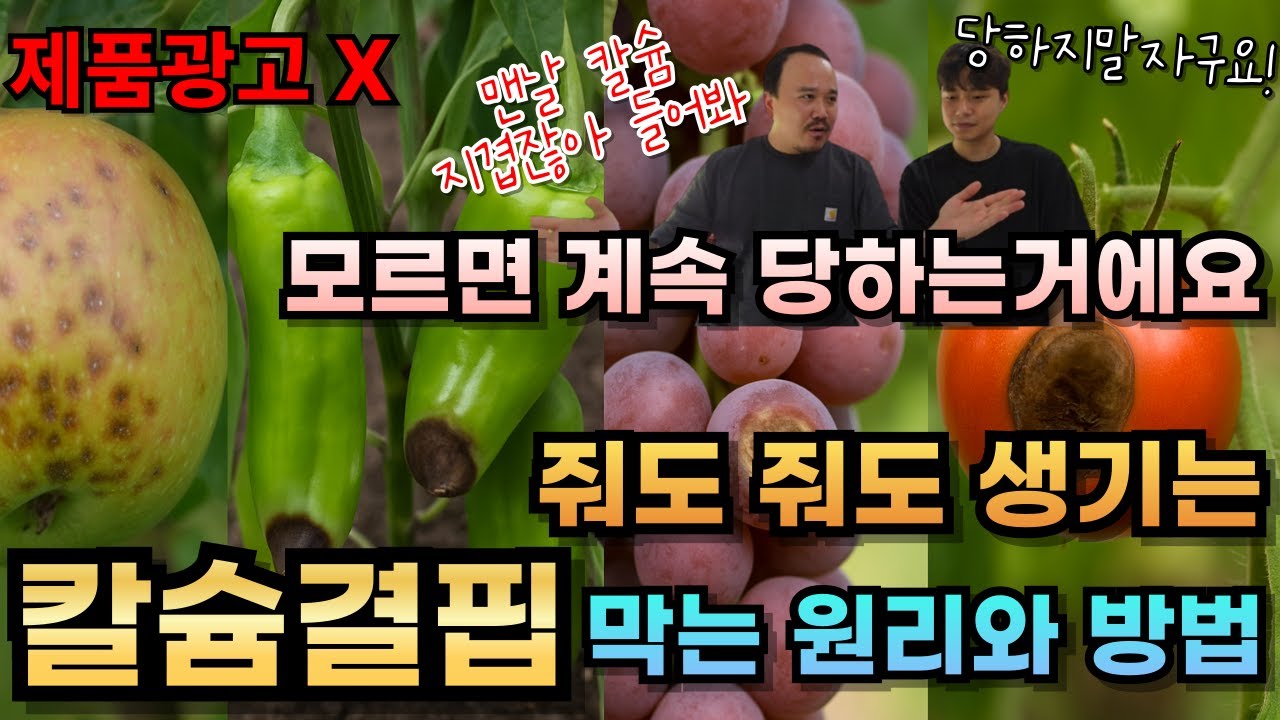 엽면시비해도 계속 칼슘결핍? 칼슘결핍 막는 원리와 방법! | 고추끝썩음, 사과 고두병, 토마토 배꼽썩음병 꿀팁 | 비료전문가가 알려주는 칼슘공급 원리