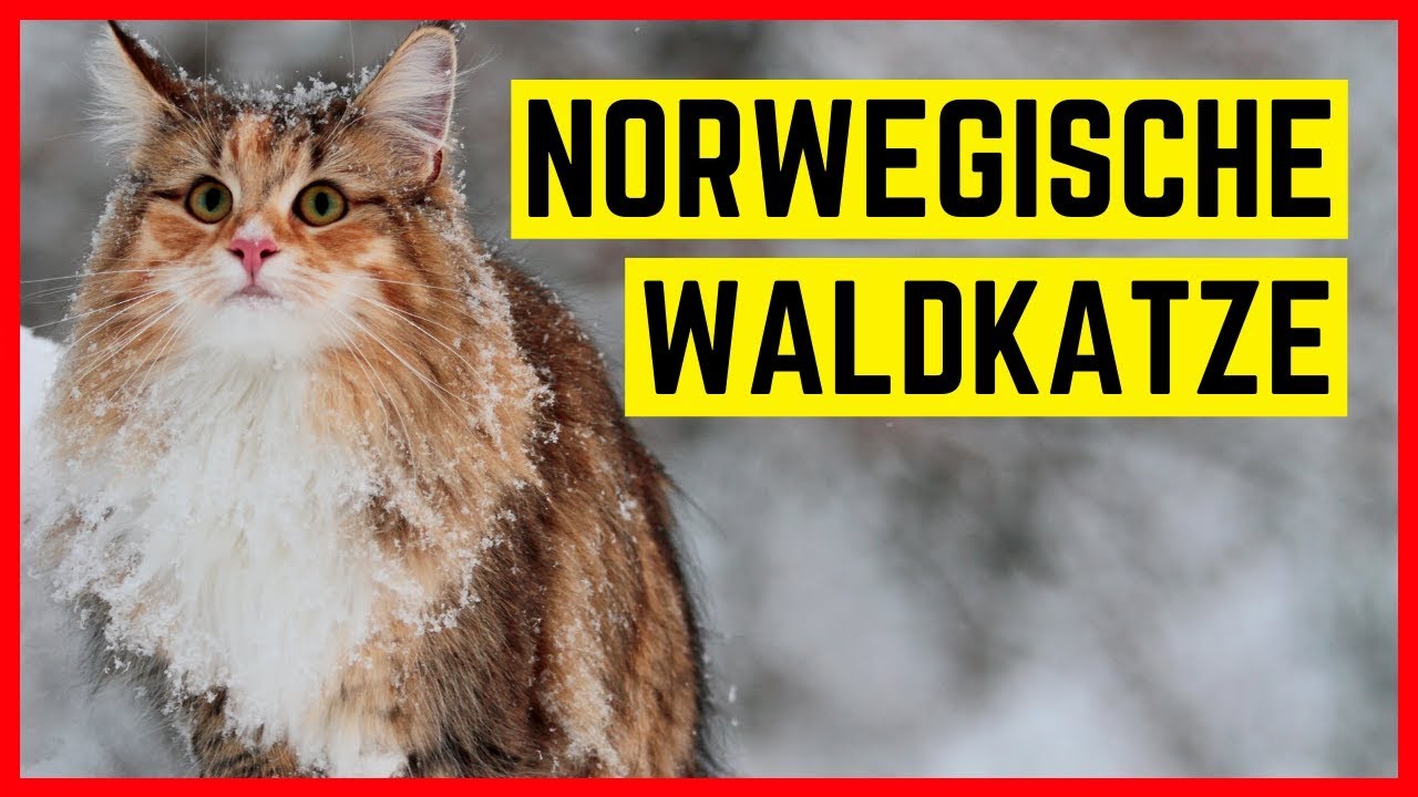 Norwegische Waldkatze - Charakter & Eigenschaften | Rasse-Portrait