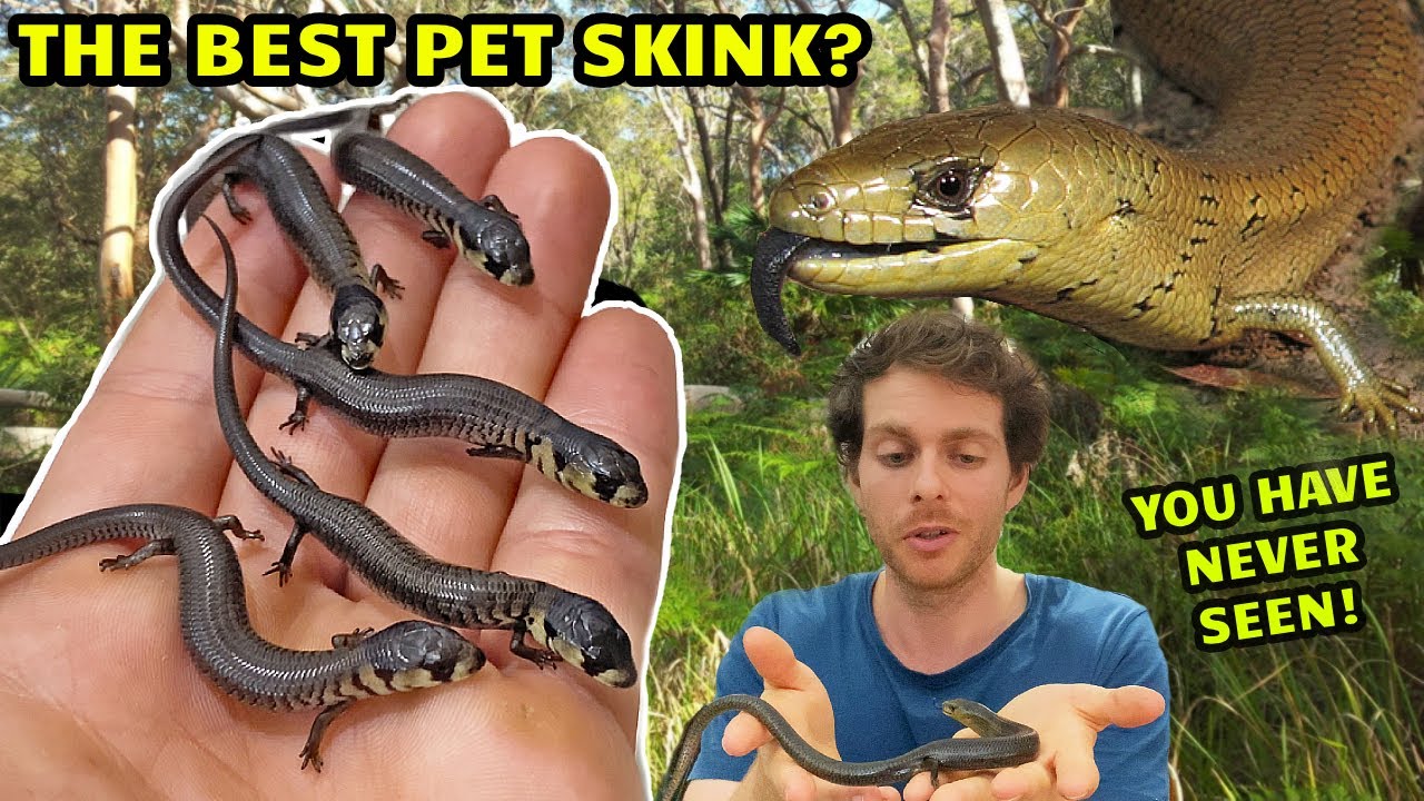 The BEST Pet Blue Tongue Skink You Never Knew Existed!