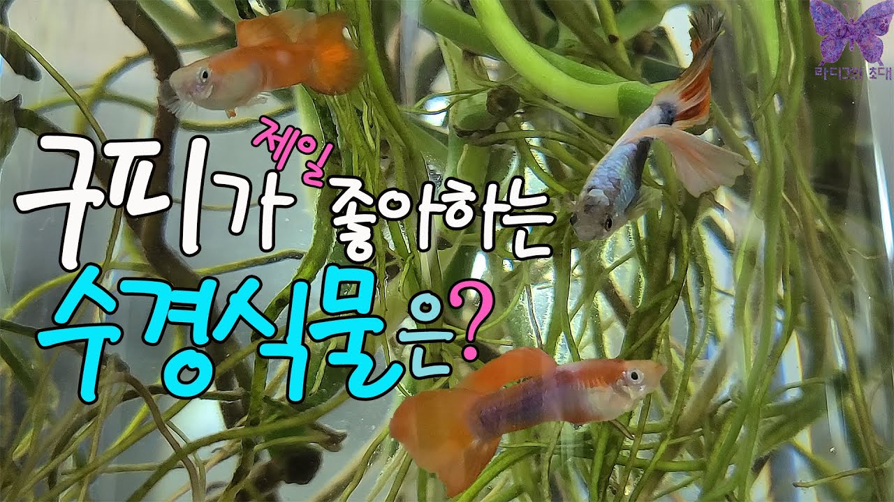 구피가 가장 좋아하는 수경식물은?. 비교관찰/여과기없이구피키우기/ 구피와수경식물/식물인테리어/물멍/