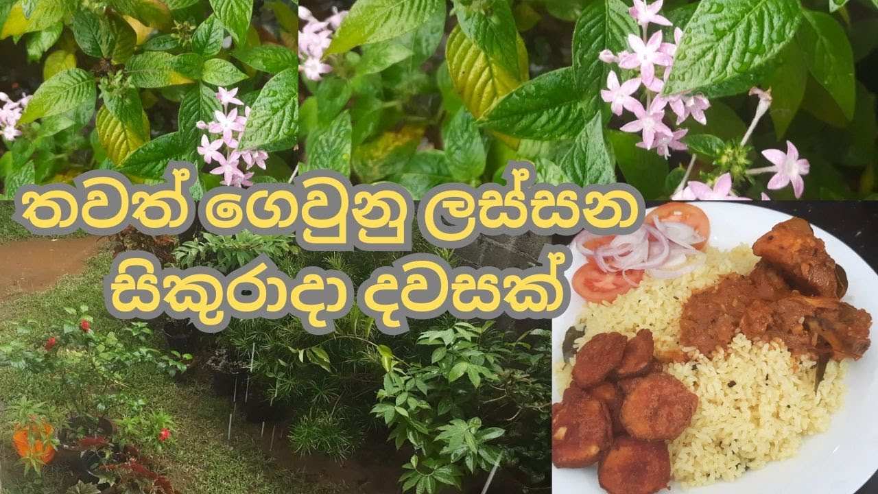 තවත් ගෙවුනු ලස්සන සිකුරාදා දවසක්| පවුලේ සතුට වෙනුවෙන් රස කෑම බීම