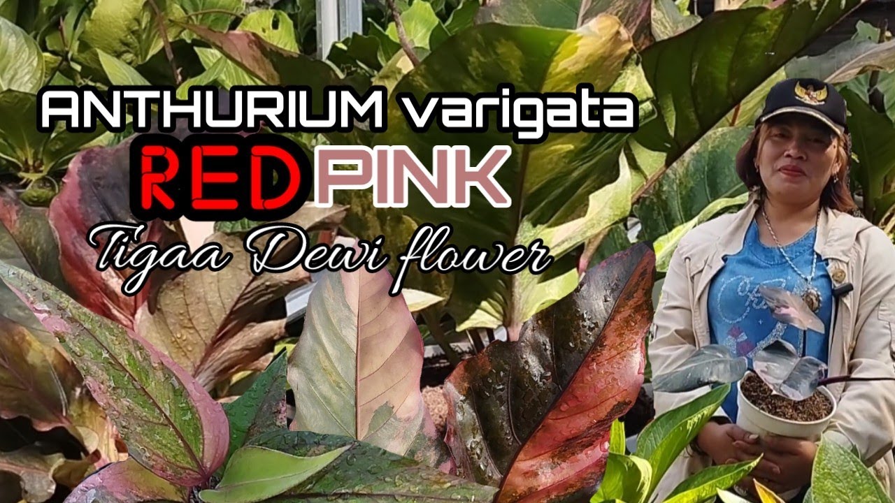 LIPUTAN SPESIAL DI TIGAA DEWI NURSERY,,,ANTHURIUM VARIAN BARU YANG LEBIH BERWARNA,,,HUKERI RED PINK