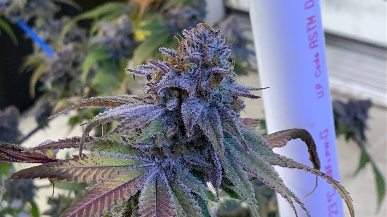 Cannabis Update VIDEOOO: Harvesting Purple Kush x Sunshine Daydream : Organic Living Soil Amendments