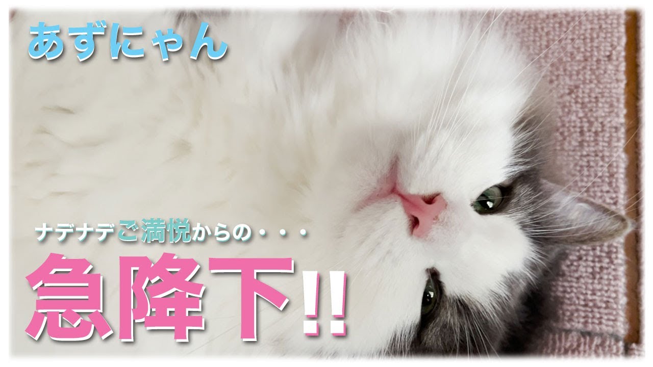 あずにゃん、🫳ナデナデ😻ご満悦からの・・・🥊🐱💢ご機嫌急降下‼️ ❓【猫　サイベリアン　あずき】[vol.222]
