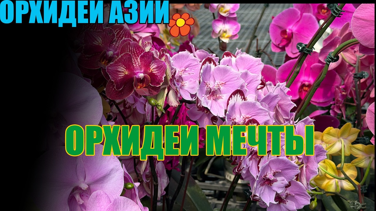 ТАК ВОТ ЧТО СЕЙЧАС ВЫРАЩИВАЮТ