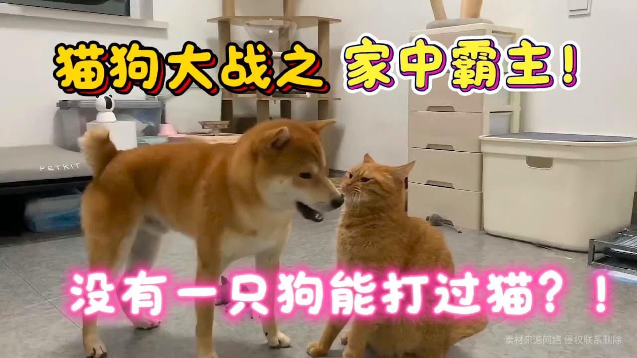 猫狗大战之家中霸主！没有一只狗能打过猫？！#cat #dog #funny #cuteanimal #pets