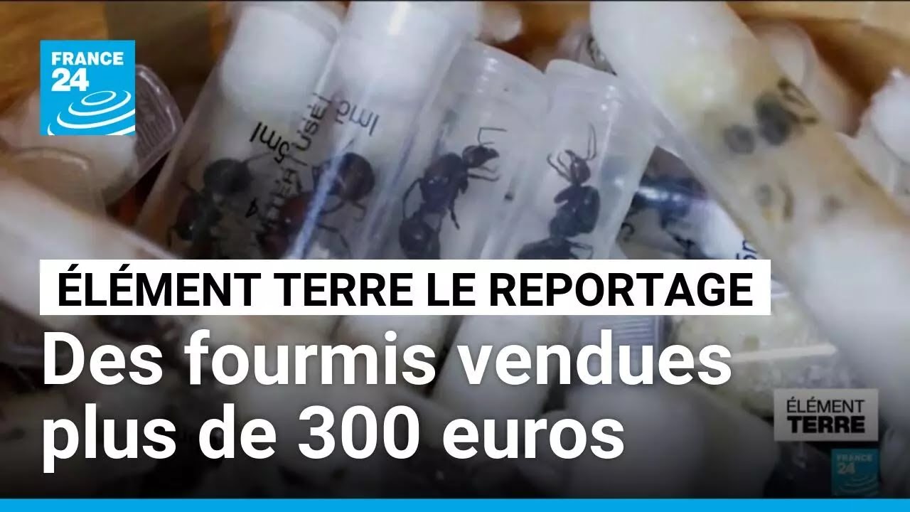 Le trafic mondial d’insectes, nouveau business en plein essor • FRANCE 24