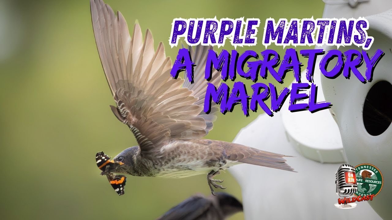 Purple Martins, A Migratory Marvel – TN WildCast 401