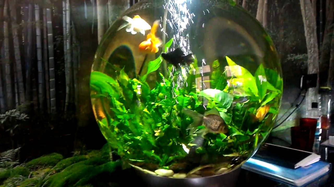 BiOrb 105 fully planted aquarium with fancy goldfish
