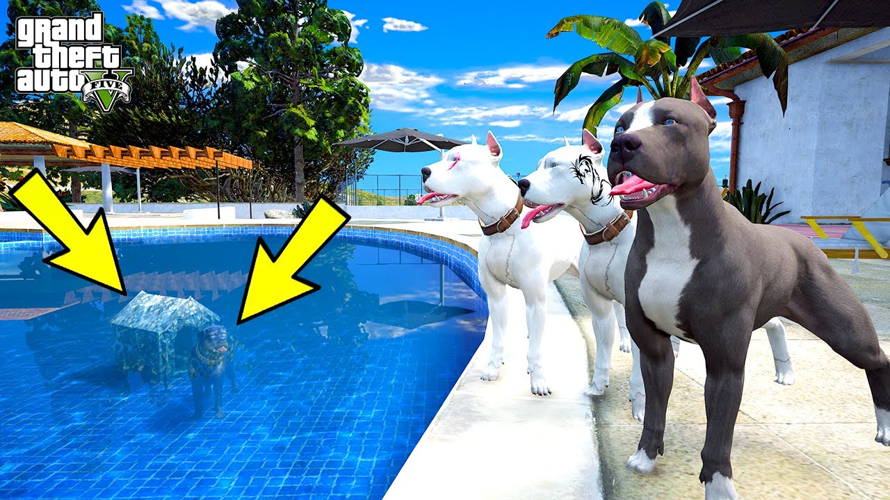 PİTBULL AİLESİNİN HAVUZUNDA YAŞAYAN BİR ROTTWEILER VAR! - GTA 5 PİTBULL'UN HAYATI