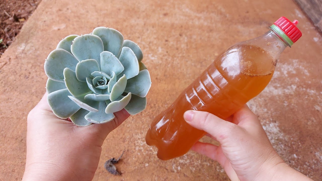 APRENDA A FAZER ÁGUA DE CANELA PARA SUAS PLANTAS