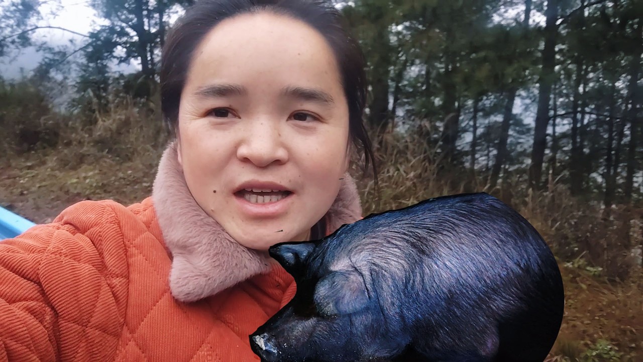 你要的年猪找到了，苗大姐翻了7座山2条河，全部煮熟喂养，你喜欢这样的猪吗