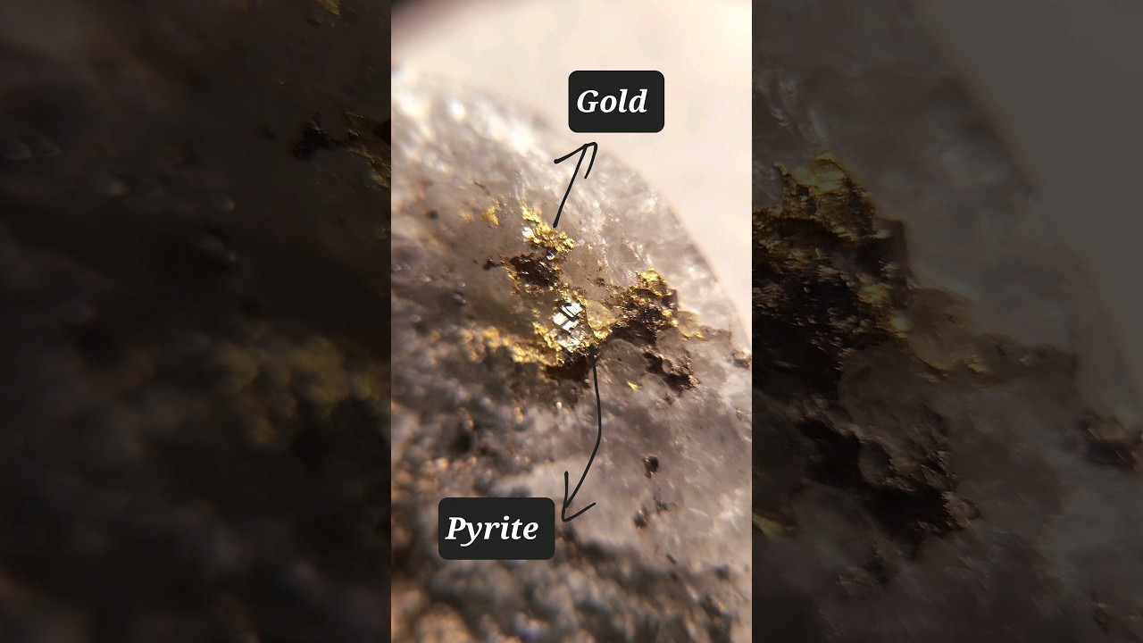 Mineral Friendship -💰🤑Gold and Pyrite - High-grade gold mineralization in quartz vein