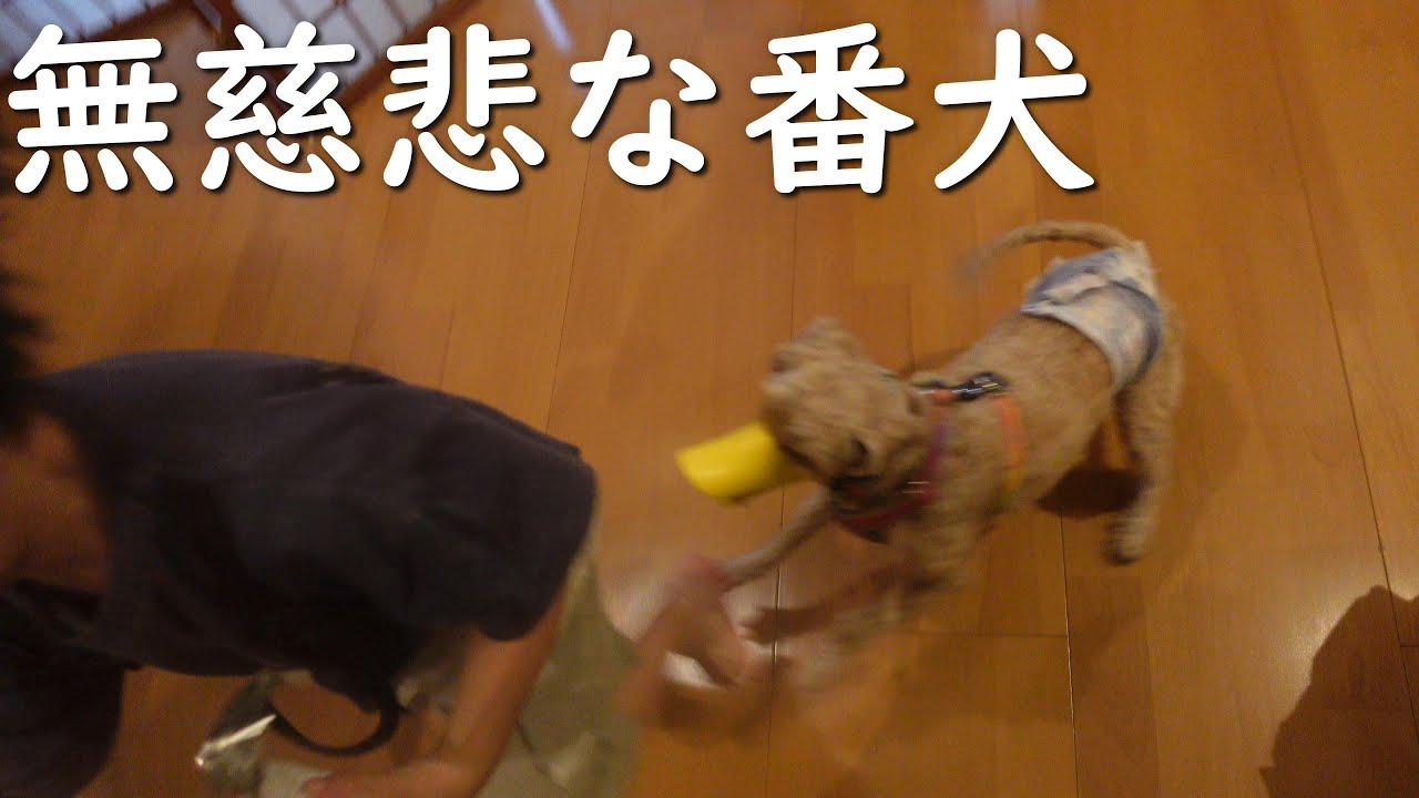 犬と遊びたい子供たちを全力で追っ払う犬がこちら(泣)【プーチー&スコティッシュフォールド】