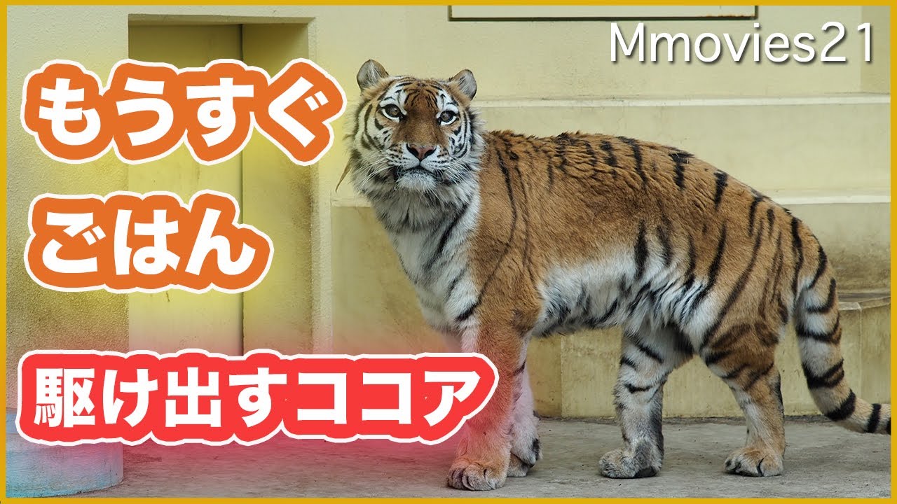 もうすぐごはん♪駆け出すアムールトラ【ココア】 Amur Tiger Cocoa