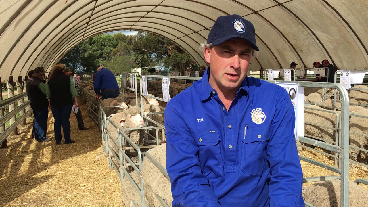Rams ready for ram sale