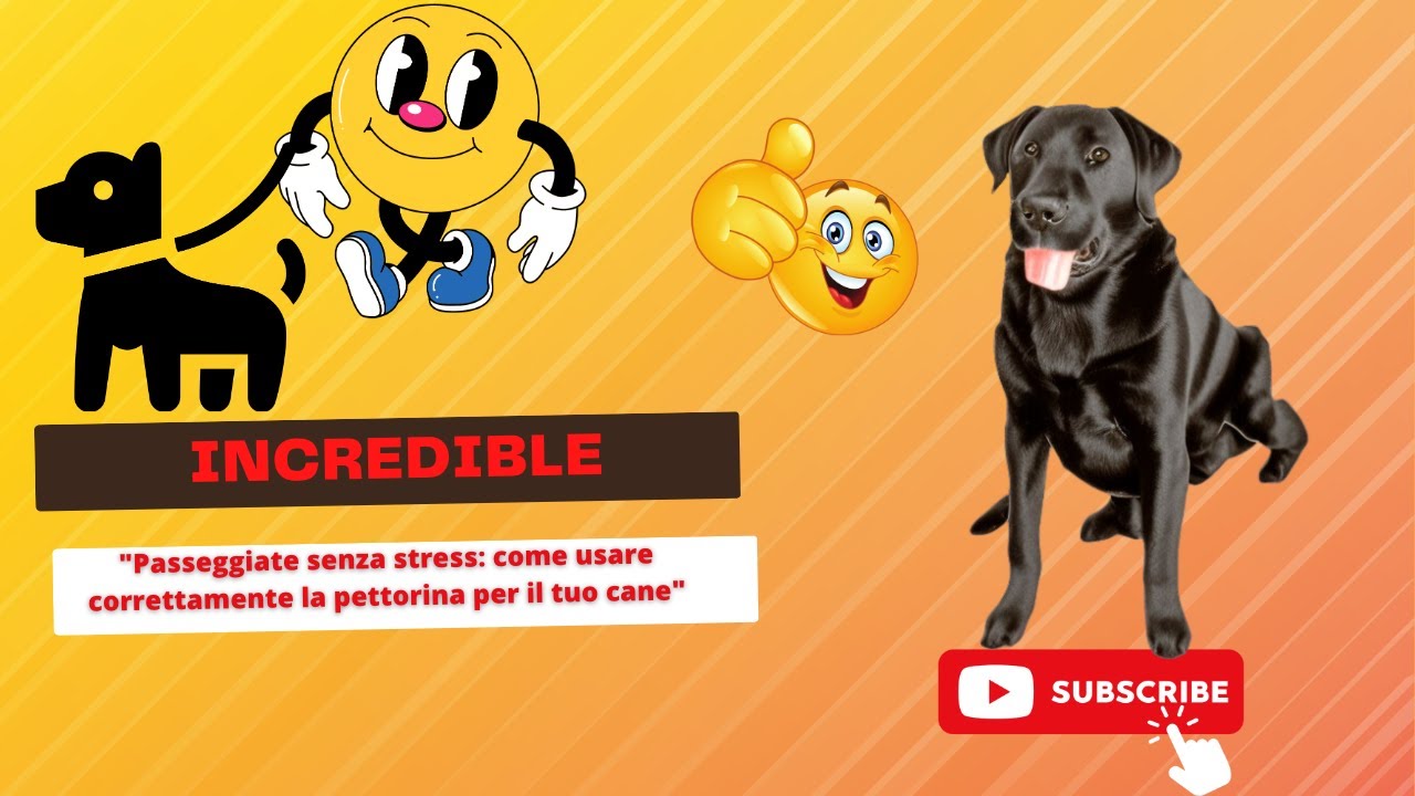 Pettorina per cani: come sceglierla e usarla per una passeggiata tranquilla