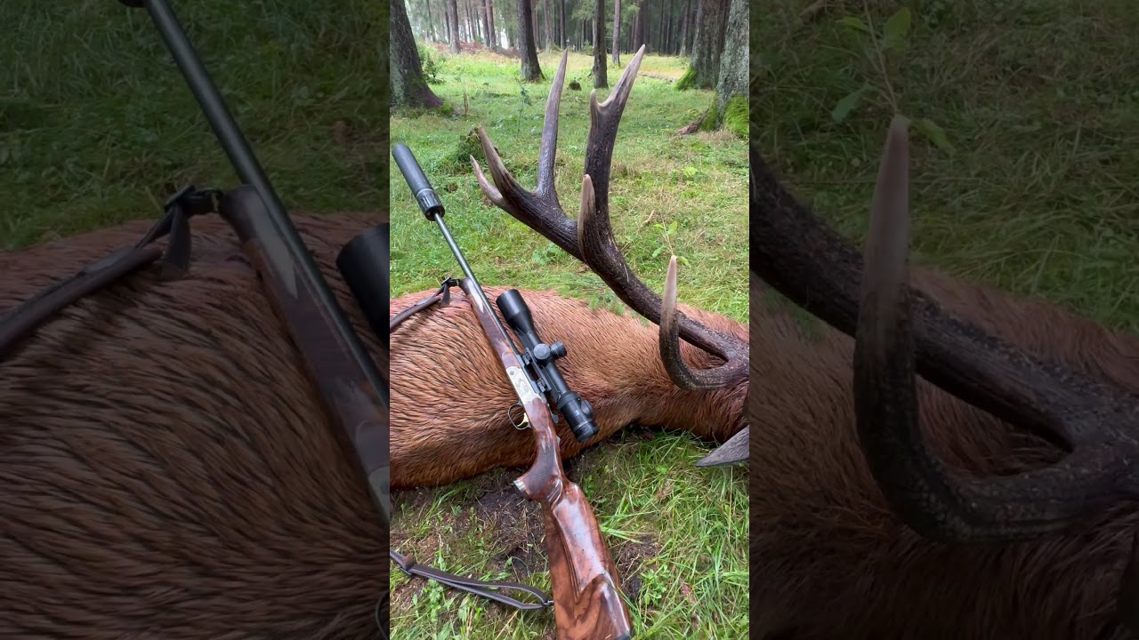 Lebenshirsch | Jagd auf einen kapitalen Hirsch in Th&uuml;ringen | #jagd #j&auml;ger #hirschjagd
