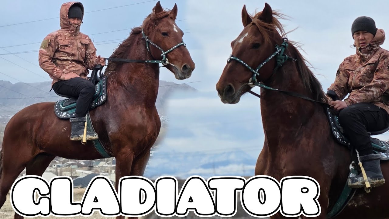 ГЛАДИАТОР ЧОҢ АТ  КАМБАРДАН