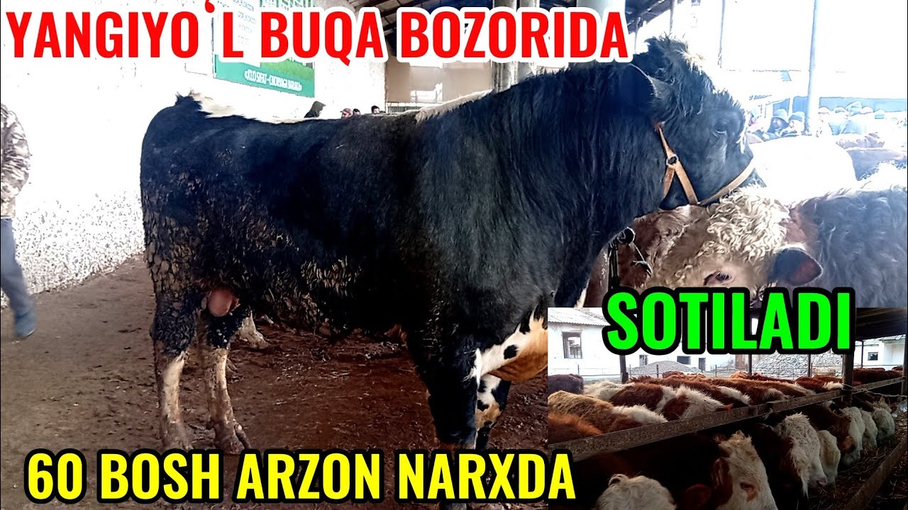 YANGIYOʻL BUQA BOZORIDAGI BUGUNGI NARXLAR va 60 BOSH ARZON BUQACHALAR SOTILADI 🦬