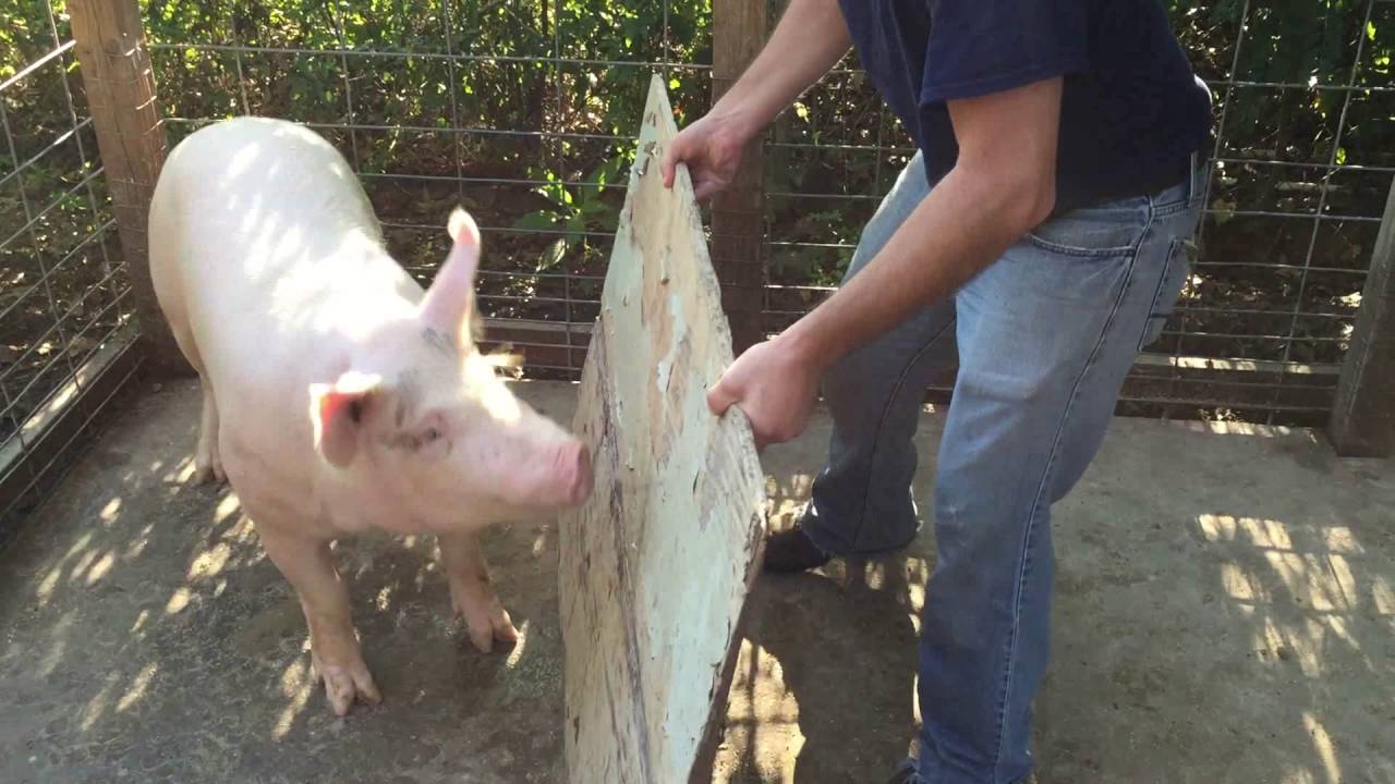 Piglet To Plate: Part 5