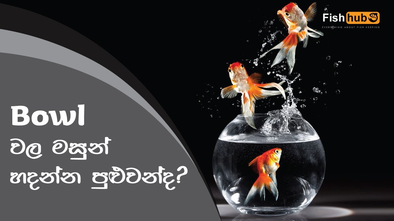 Keeping FISH in Fish Bowls | Sinhala |