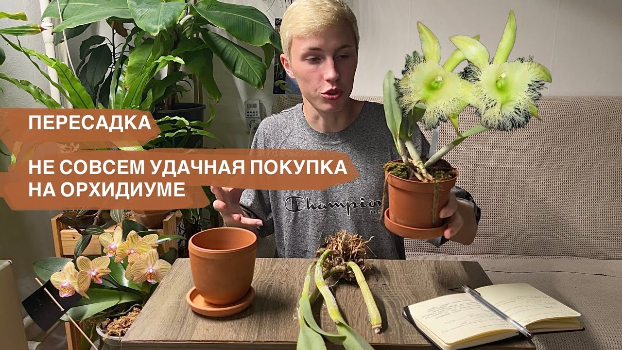 ПЕРЕСАДКА. НЕУДАЧНАЯ ПОКУПКА НА ОСЕННЕМ ОРХИДИУМЕ🌚