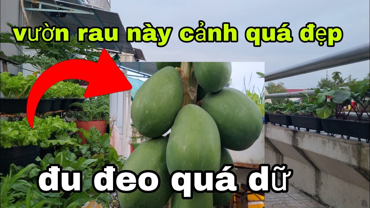Hái trái đu đủ đầu tiên chín cây, vườn rau này cũng sinh lắm, vừa ăn vừa làm cảnh đẹp 