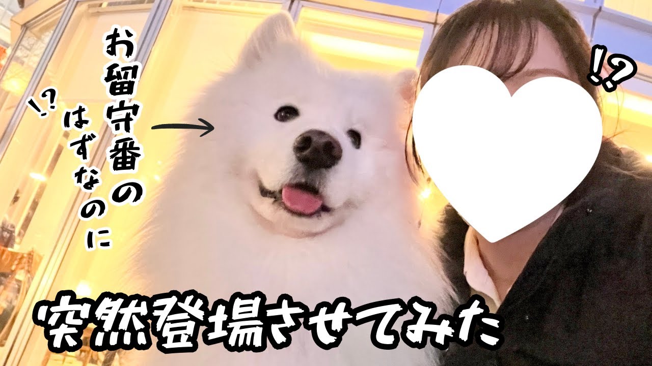 お留守番のはずのサモエドが突然目の前に現れるとこうなりました