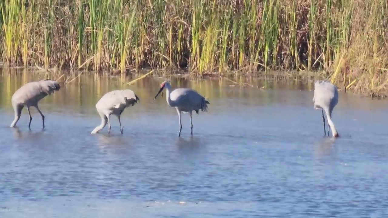 Obsessed🥰with my Sandhill Crane Families #sandhillcranes #bigbirdslovers #fishingbird #hungrybirds