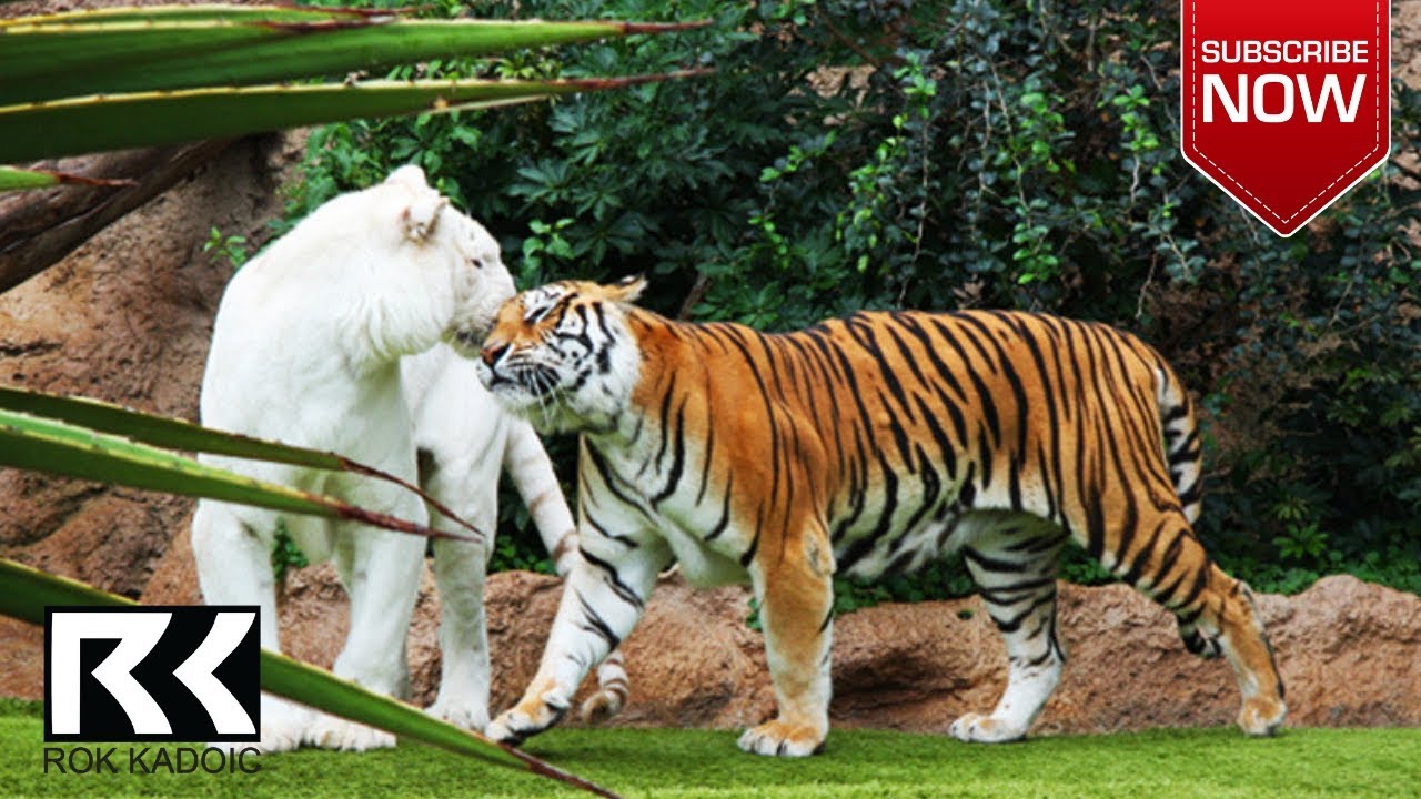 Loro Parque Tenerife / Tourist eye HD VIDEO