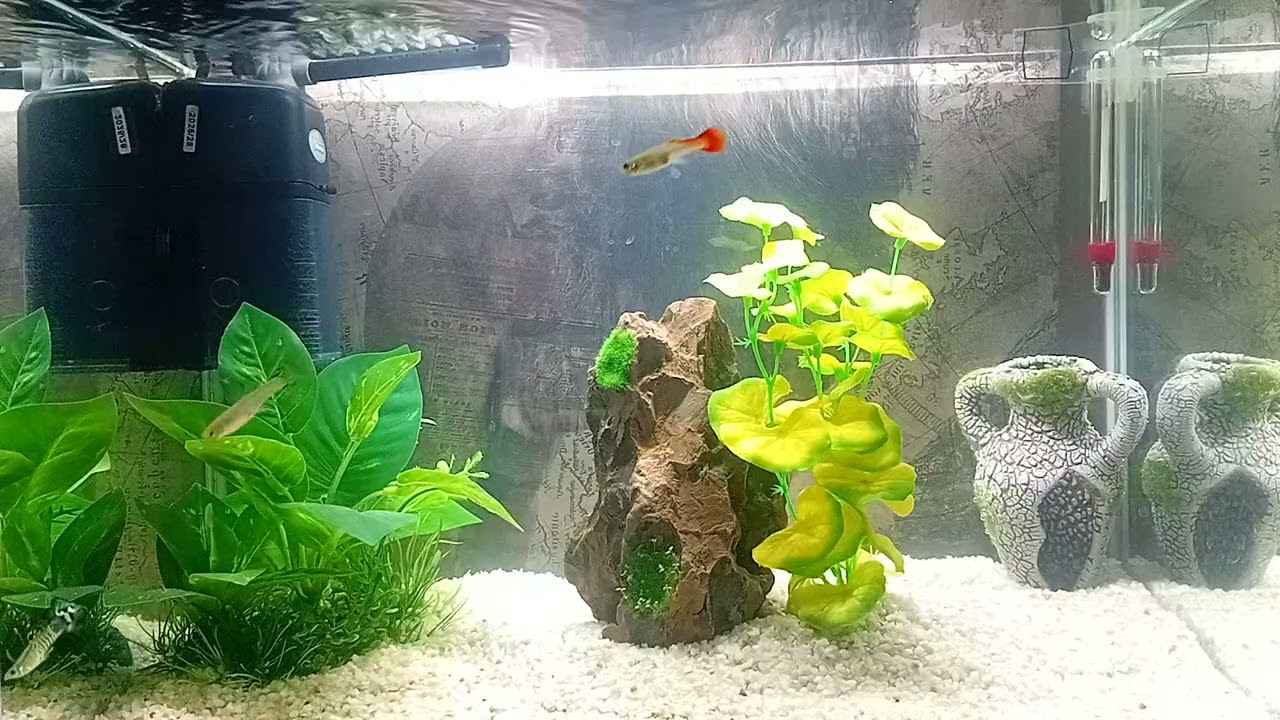 Fish Tank ASMR 🌊 | Stress Relief & Relaxation