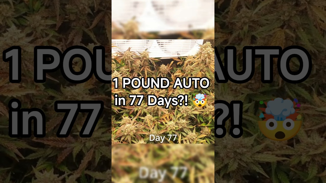 1 POUND AUTO in 77 Days?! 🤯