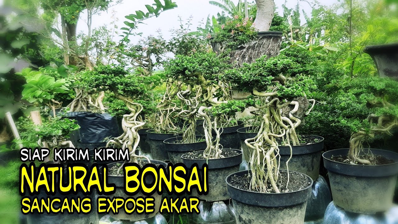 BONSAI SANCANG EXPOSE AKAR SMALL&MEDIUM SIAP PAJANG SIAP KIRIM